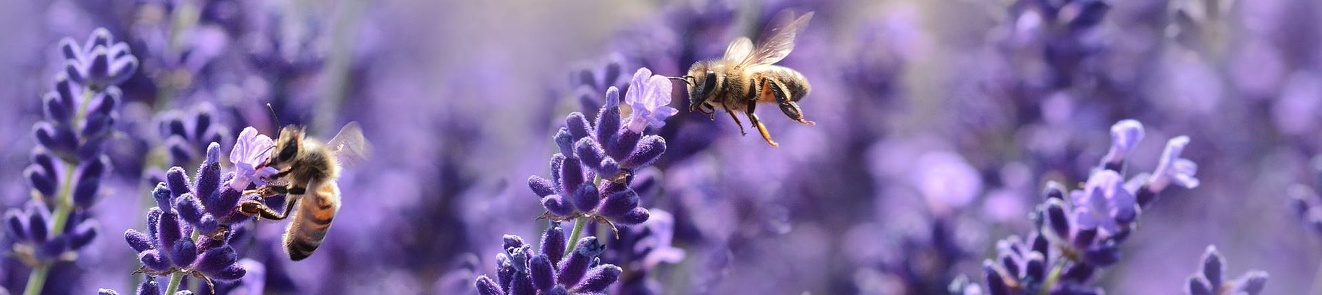 Photo of Bees on Flowers