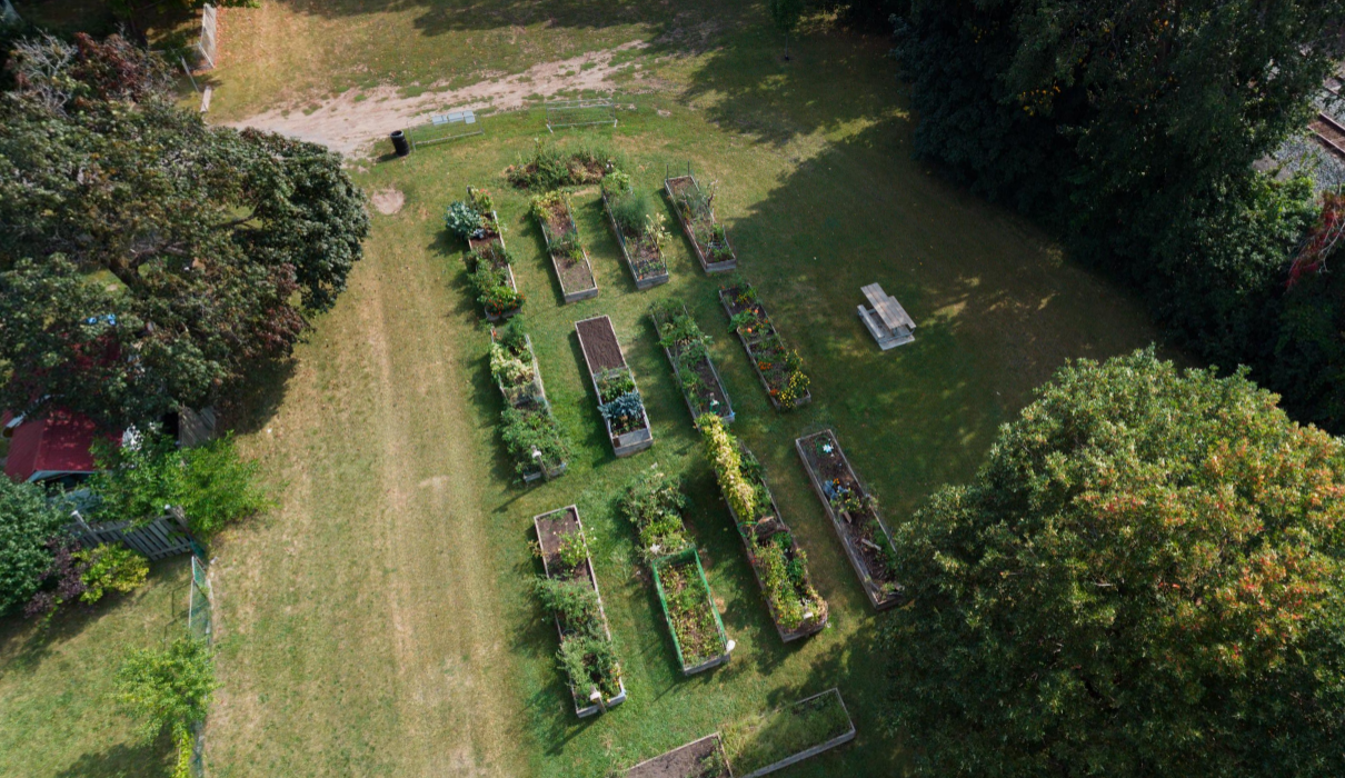 A photo of garden boxes filled with vegetable plants at one of three community garden locations.